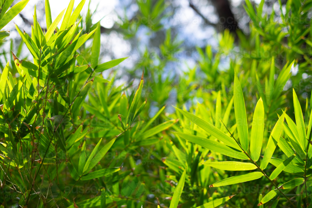 bamboo leaves with a tree branch on the background - Australian Stock Image