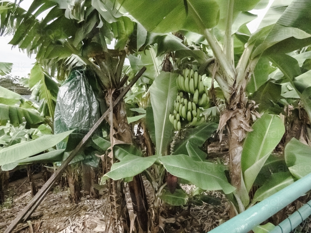 Banana plants growing on trees in plantation, northern NSW Australia late summer - Australian Stock Image