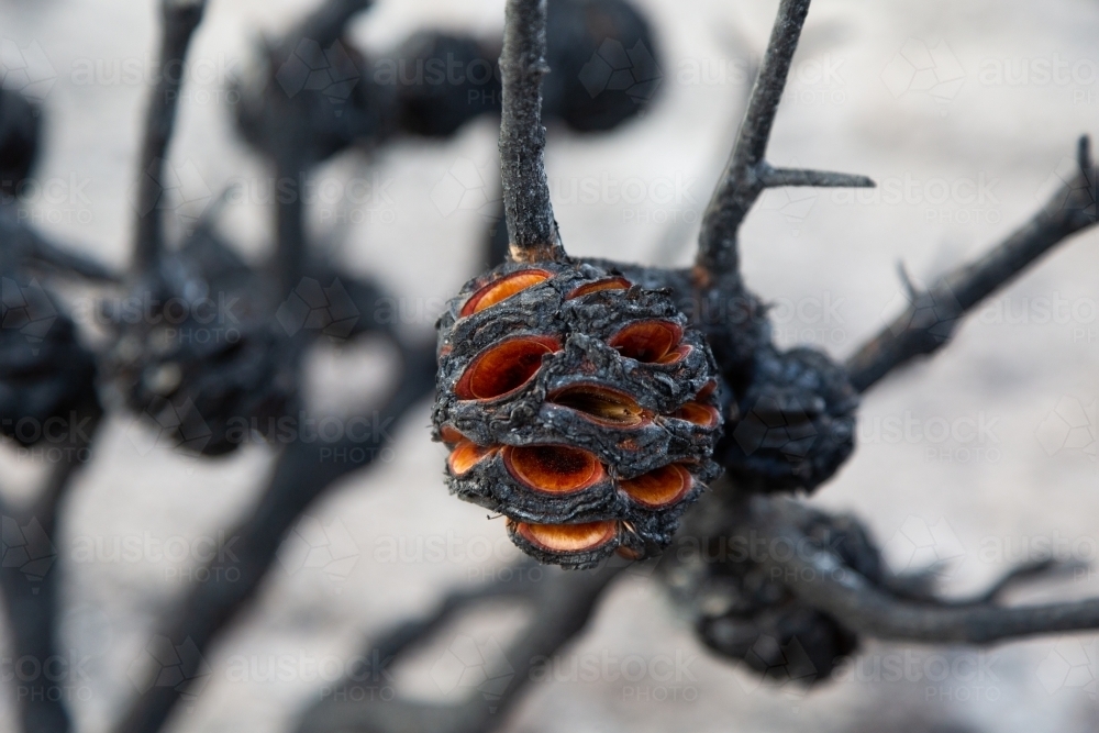 Banksia after a fire with seedpods open in blackened banksia nuts - Australian Stock Image