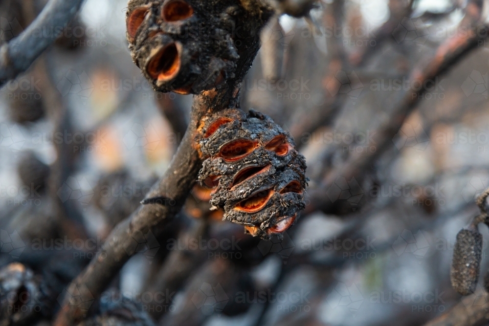 Image of Banksia after a fire with seedpods open in blackened banksia