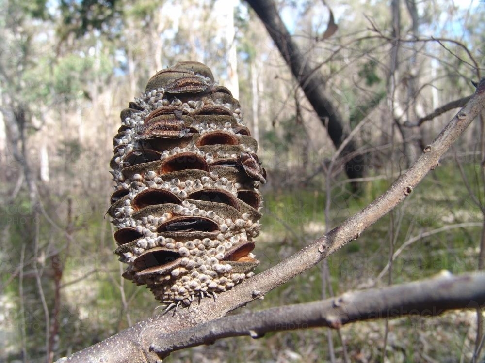 Banksia cone on a branch with open seed follicles - Australian Stock Image