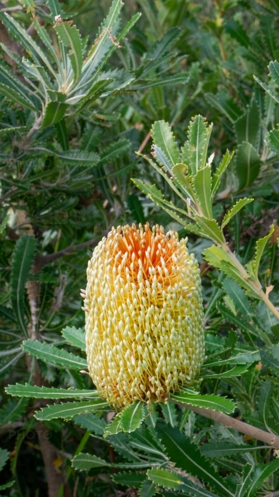 Banksia flower - Australian Stock Image