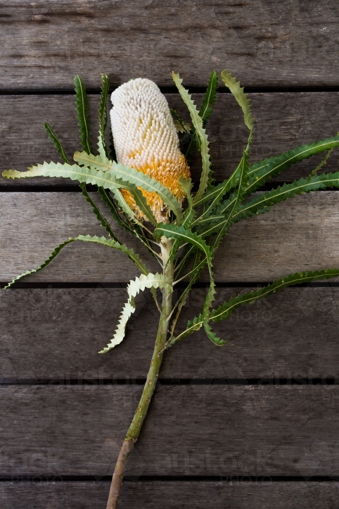 Banksia flower on a timber table - Australian Stock Image