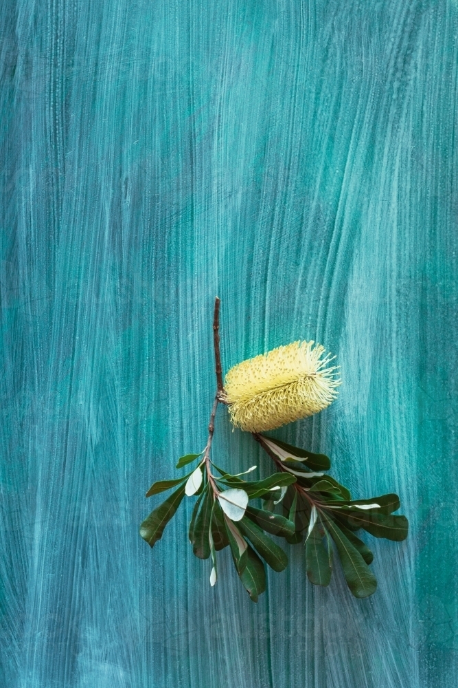banksia flower on blue background - Australian Stock Image