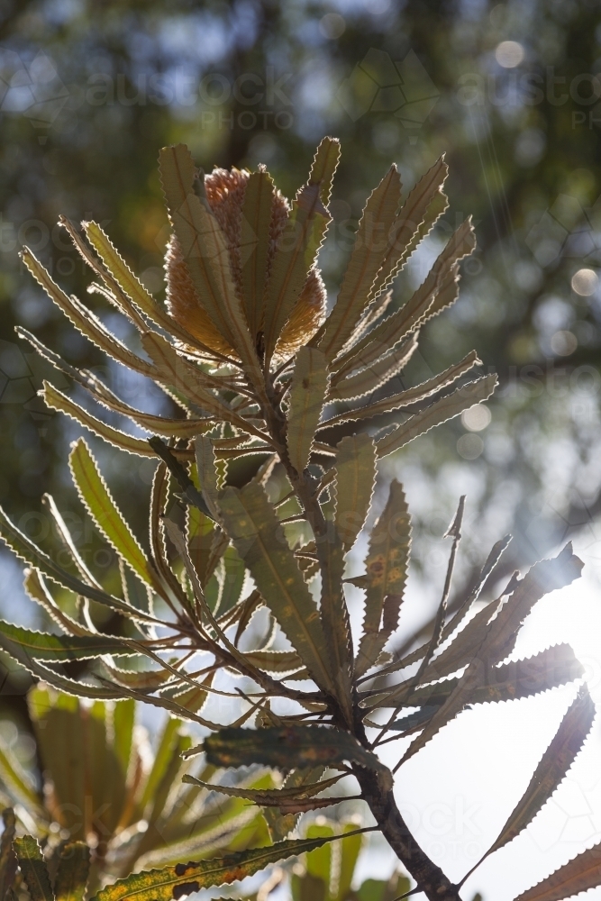 Banksia flower with sunlight from behind - Australian Stock Image
