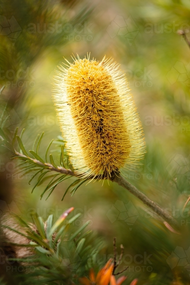 Banksia flowering in the Grampians near Mt Zero. - Australian Stock Image