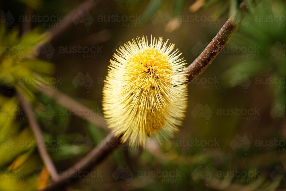 Banksia flowering in the Grampians near Mt Zero. - Australian Stock Image