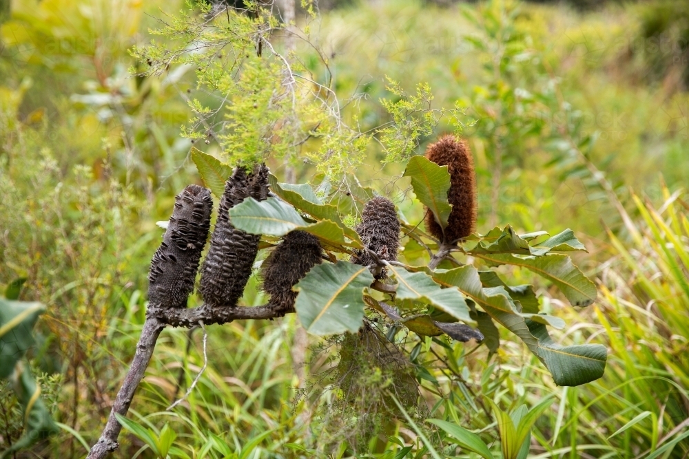 banksia flowers and seed pods growing on a branch - Australian Stock Image