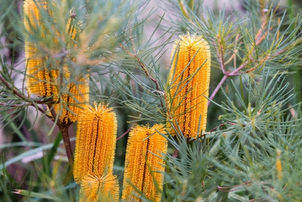 banksia flowers - Australian Stock Image