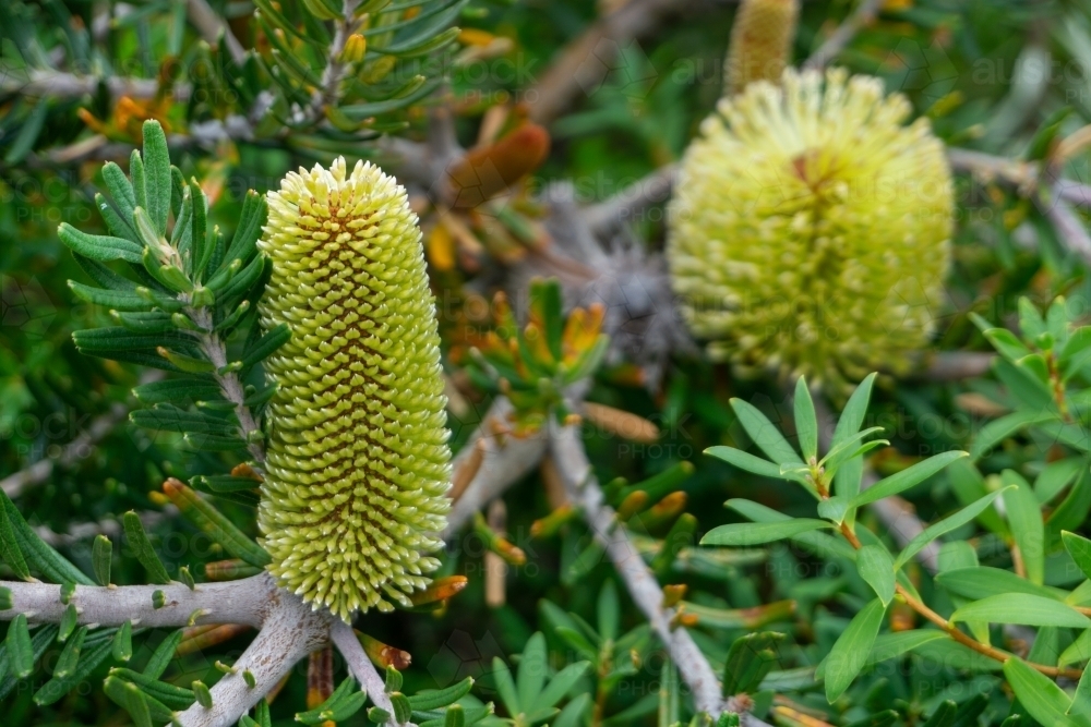Banksia flowers taken with low depth of field - Australian Stock Image