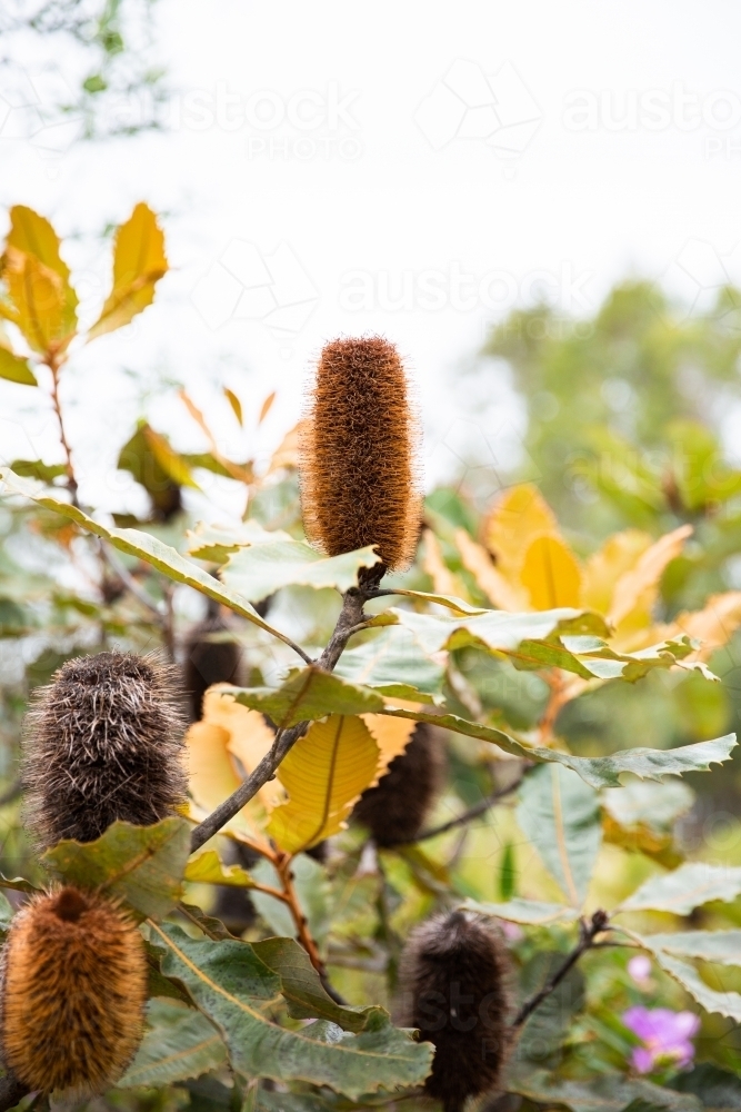 banksia flowers growing in a banksia tree - Australian Stock Image