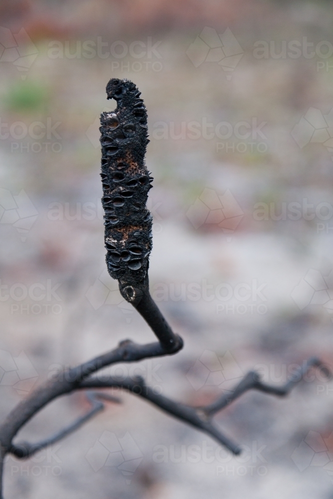 Banksia in the aftermath of a fire - Australian Stock Image