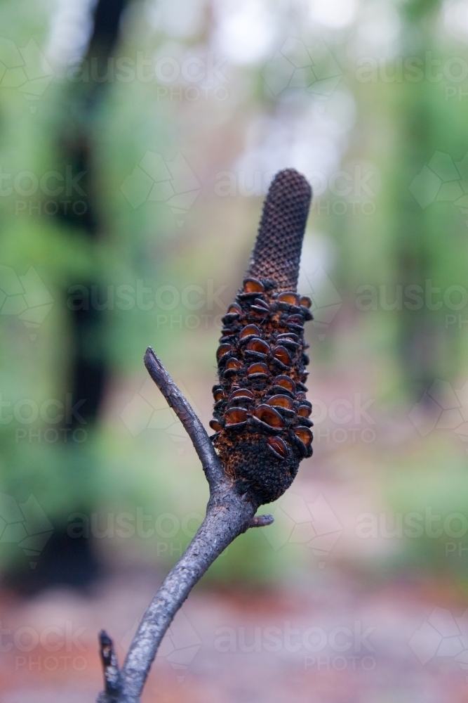 Banksia in the aftermath of a fire with regrowth in the background - Australian Stock Image