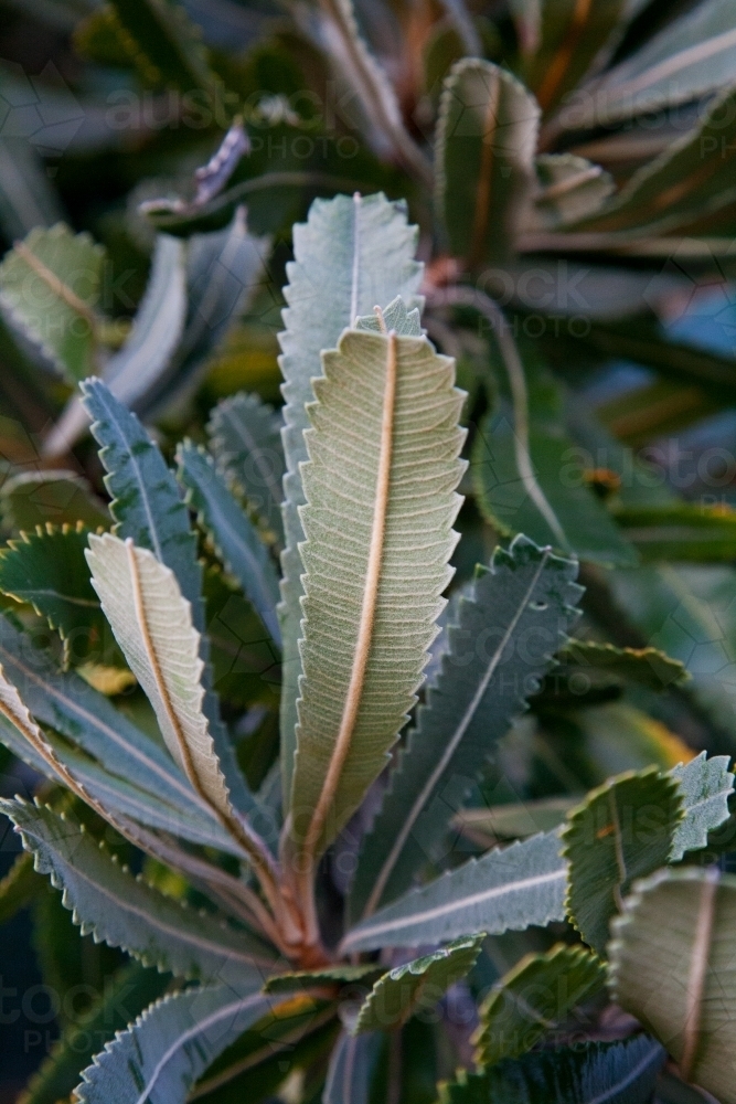 Banksia leaves - Australian Stock Image