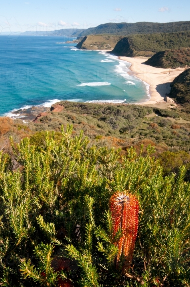Banksia on Garie Head - Australian Stock Image