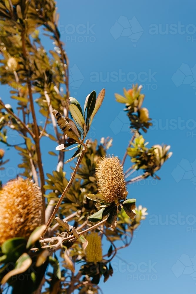 Banksia plant with flower - Australian Stock Image