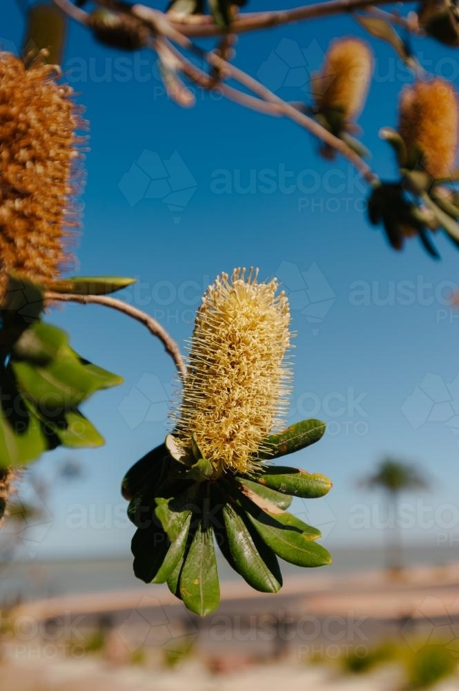 Banksia plant with flower - Australian Stock Image