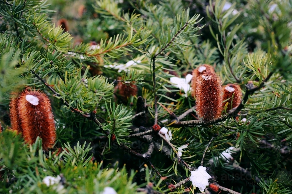 Banksia plant with small amounts of snow - Australian Stock Image