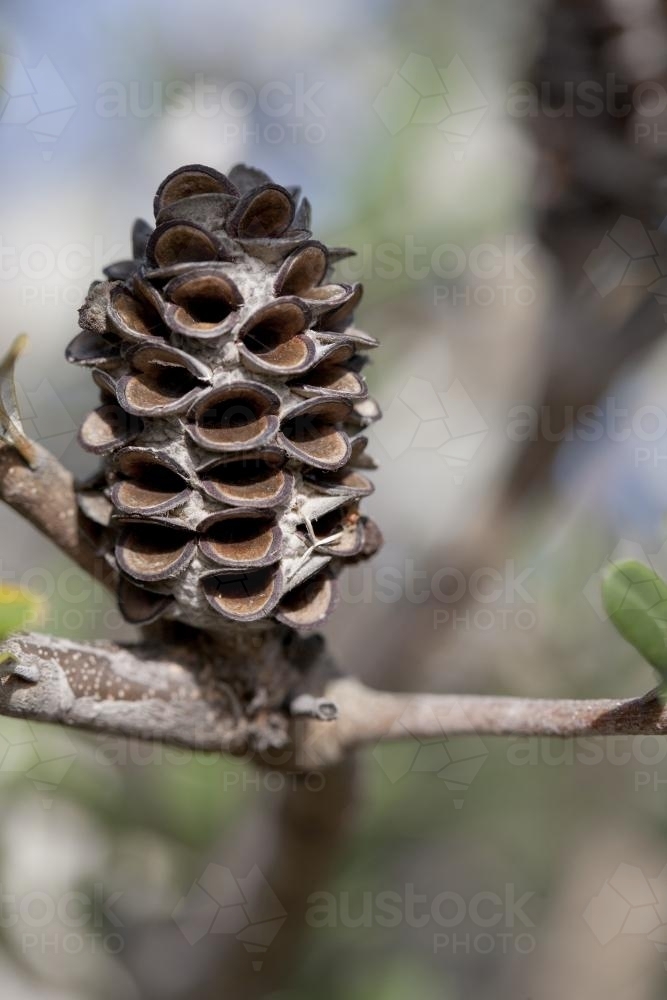 Banksia seed pod - Australian Stock Image
