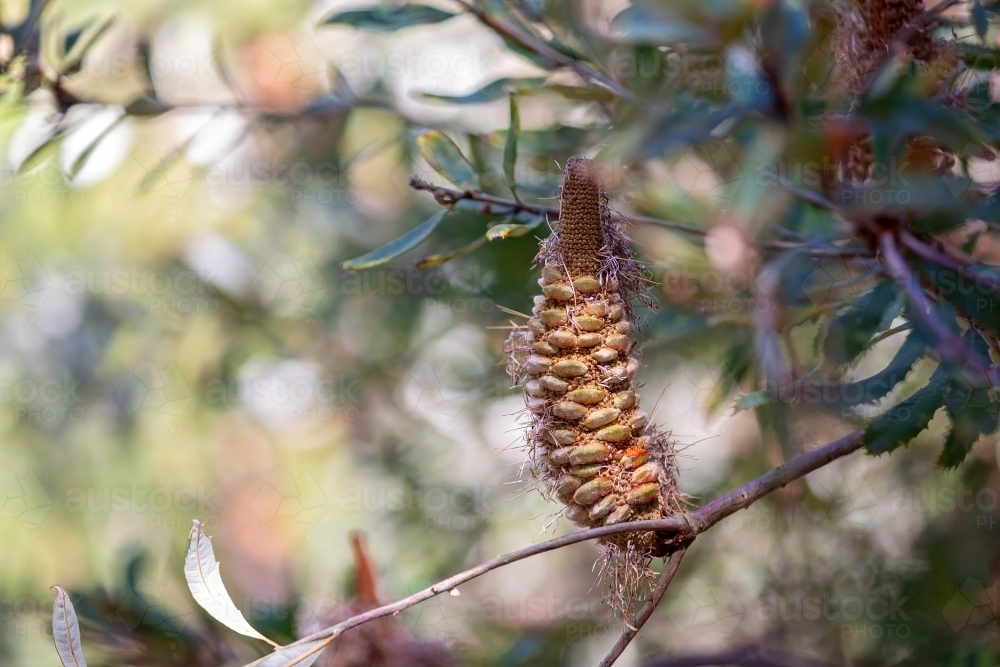 Banksia seed pod in native garden - Australian Stock Image