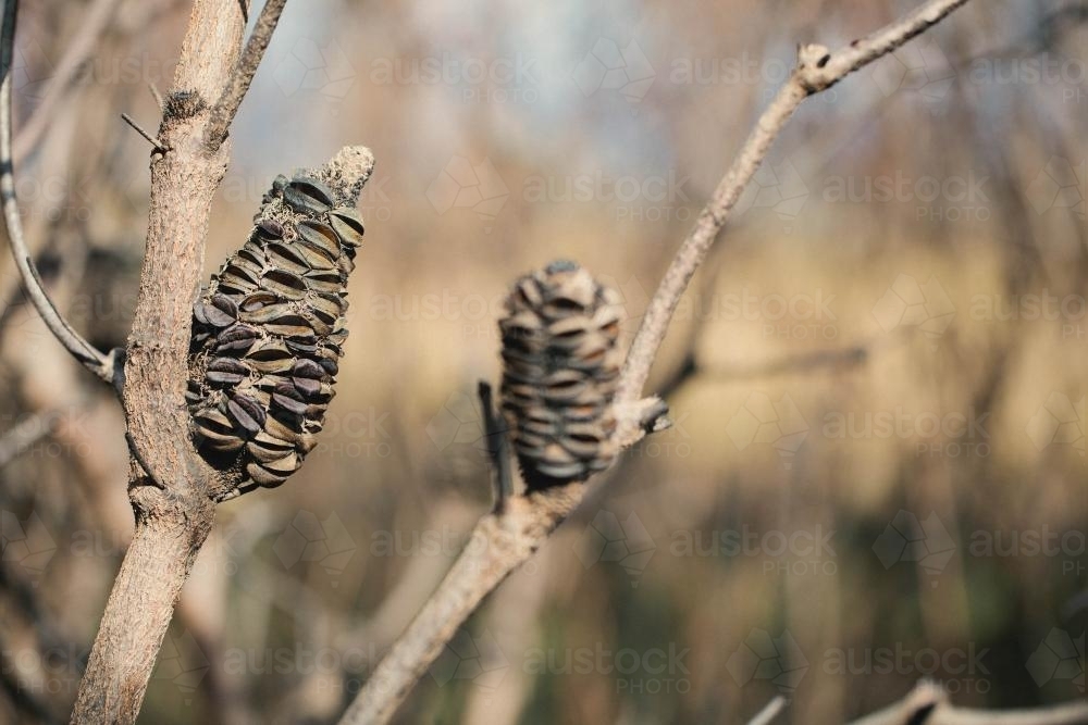 Banksia seed pods after a fire - Australian Stock Image