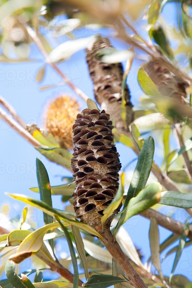 Banksia seed pods and leaves - Australian Stock Image