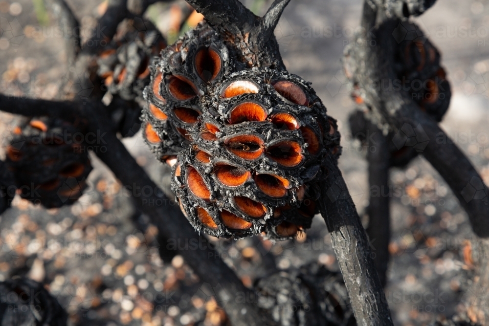 Banksia seed pods blackened after a bushfire - Australian Stock Image