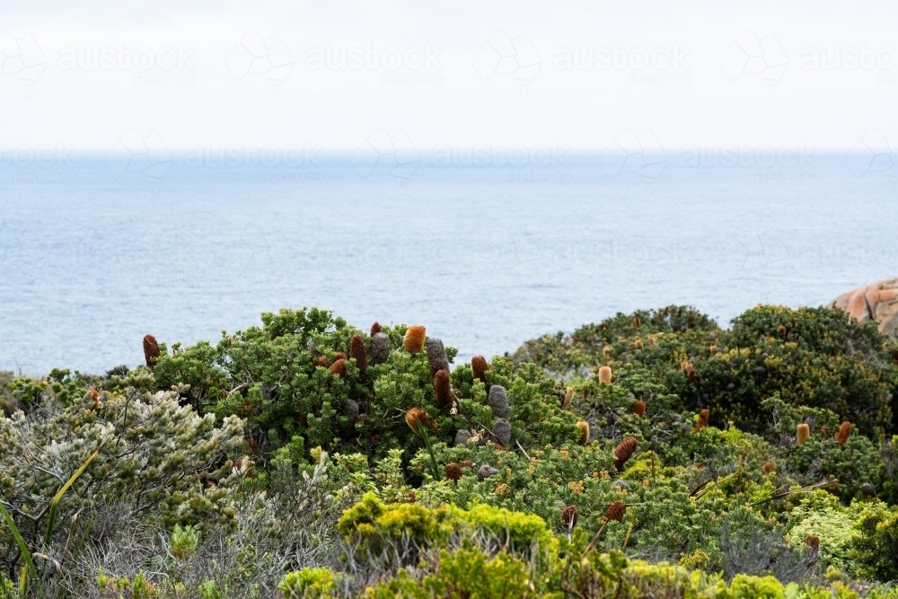 Banksia shrubs and other native plants on top of cliffs overlooking a calm blue ocean. - Australian Stock Image