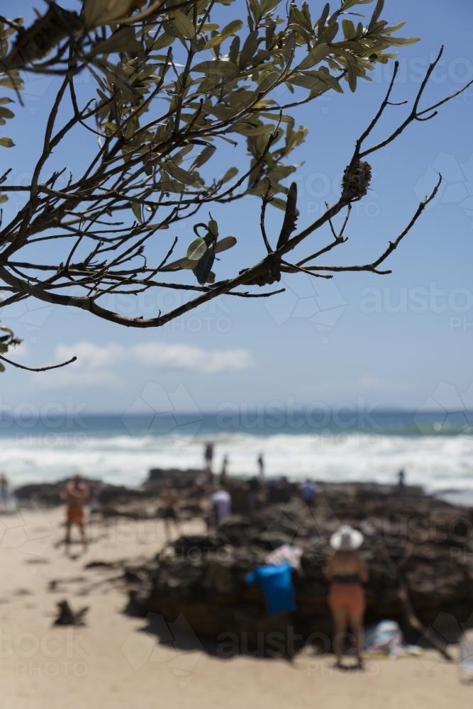 Banksia tree and silhouettes of people at Narrawallee beach - Australian Stock Image