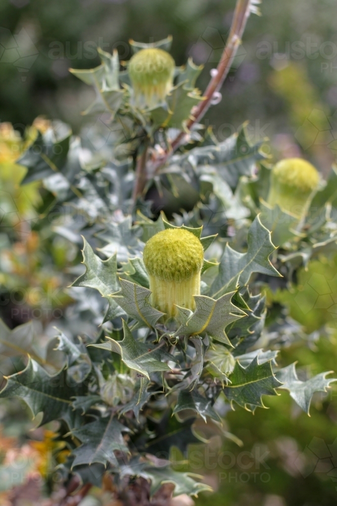 Banksia undata about to flower - Australian Stock Image
