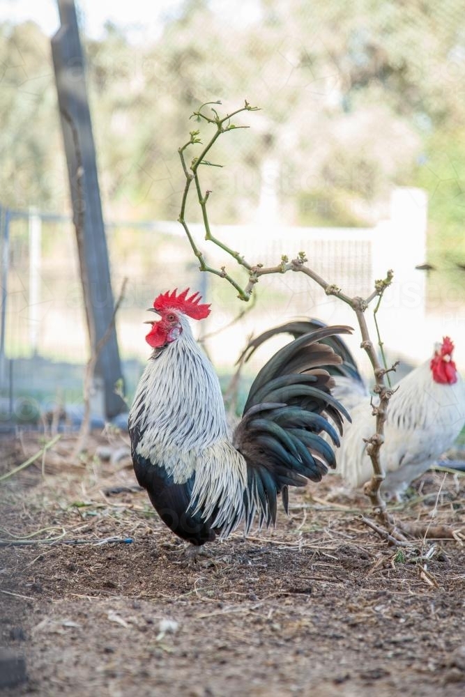 Bantam rooster crowing in the chook yard - Australian Stock Image