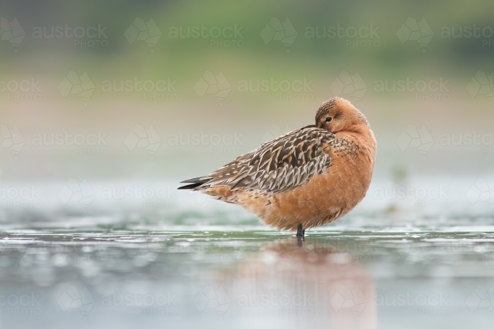Bar-tailed Godwit grooming itself while standing in water - Australian Stock Image
