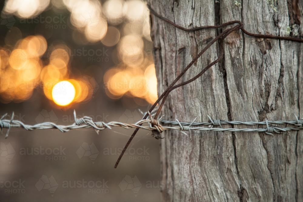 Barbed wire around a strainer post with bokeh sunset behind - Australian Stock Image
