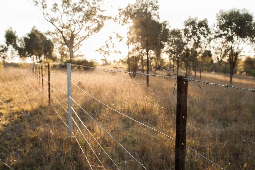 Paddock Wire Image of Barbed wire fence in a paddock in the afternoon - Austockphoto