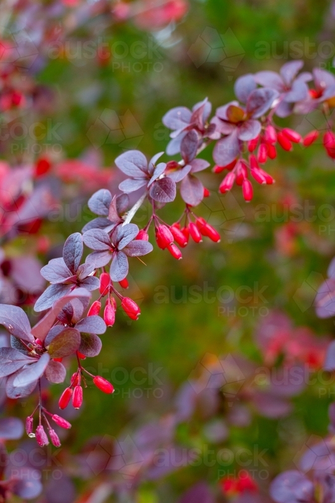 barberry shrub with berries - Australian Stock Image