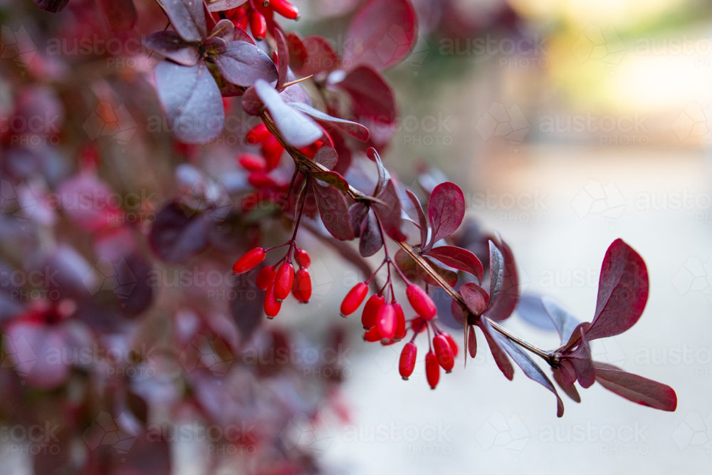 Barberry shrub with red berries white background - Australian Stock Image