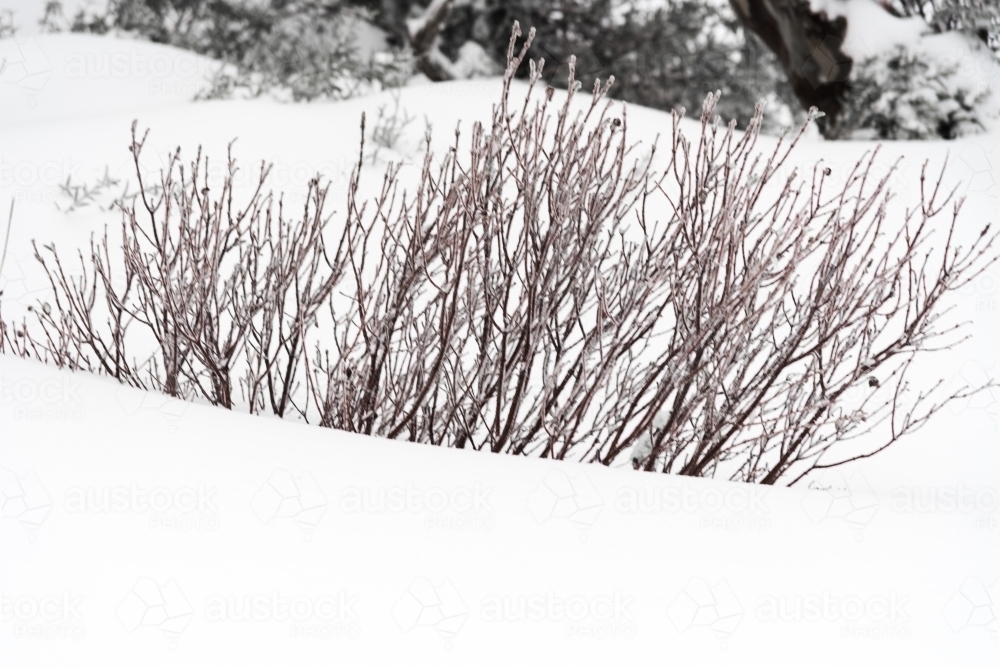 bare bush in winter snow - Australian Stock Image