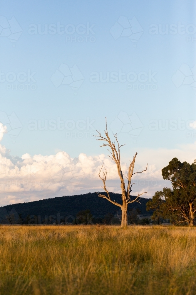 Bare dead tree in rural farm paddock in Australian countryside - Australian Stock Image