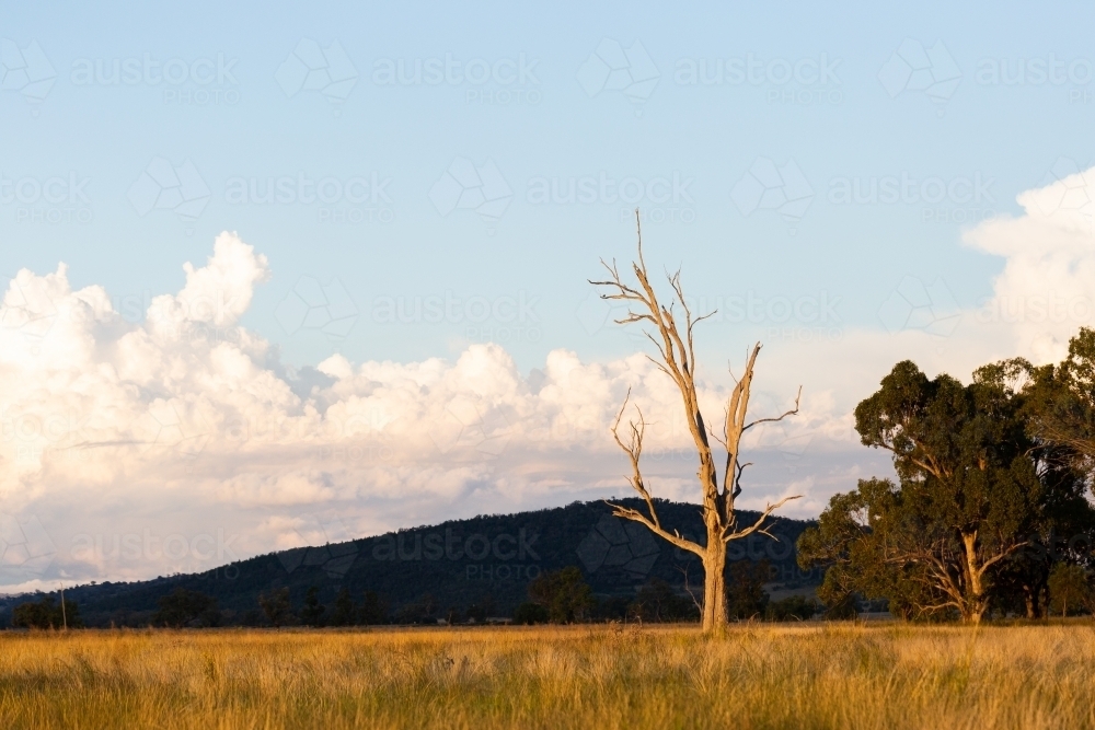 Bare dead tree in rural farm paddock in Australian countryside - Australian Stock Image