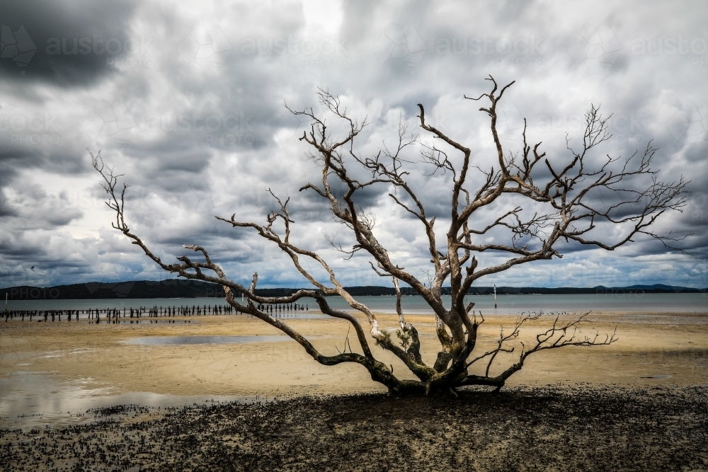 Bare tree against cloudy sky, sand and ocean - Australian Stock Image
