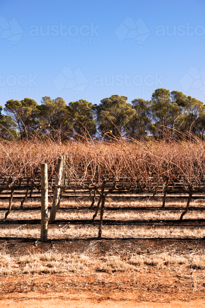 Bare vines of grape vines in Barrossa Valley early morning, South Australia - Australian Stock Image