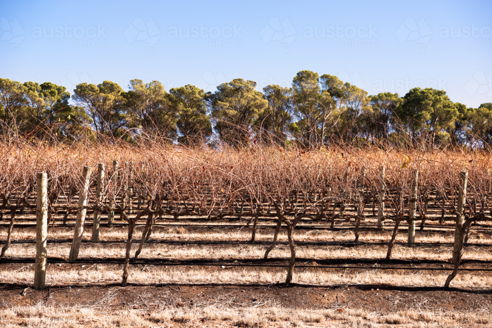 Bare vines of grape vines in Barrossa Valley early morning, South Australia - Australian Stock Image