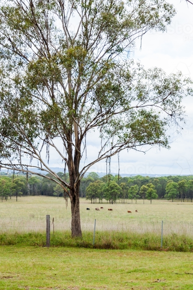 Bark hanging down from gum tree branches over fence with cattle in the distance - Australian Stock Image