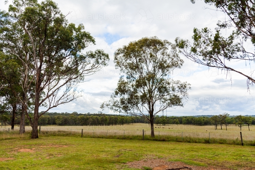 Bark hanging down from gum tree branches over fence with cattle in the distance - Australian Stock Image
