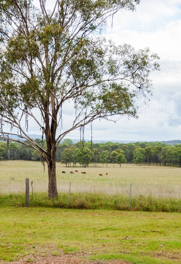 Bark hanging down from gum tree branches over fence with cattle in the distance - Australian Stock Image