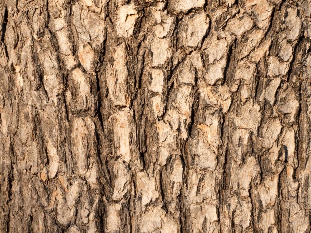 Bark pattern of a gum tree - Australian Stock Image