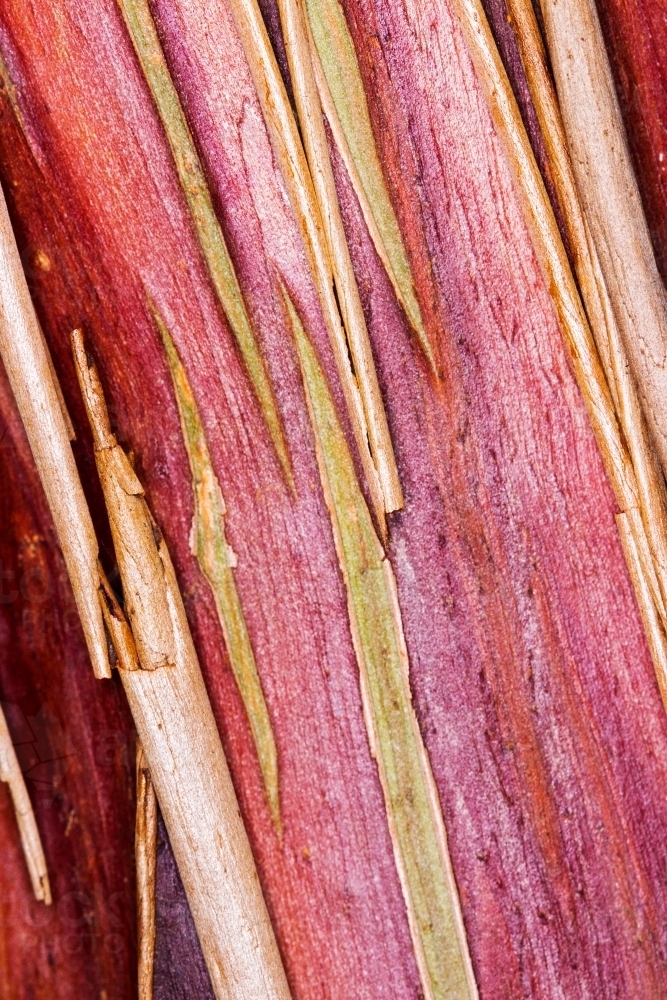 bark peeling from gum tree - Australian Stock Image
