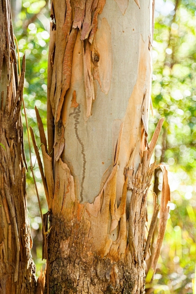 Bark peeling off gum tree with scribble pattern - Australian Stock Image