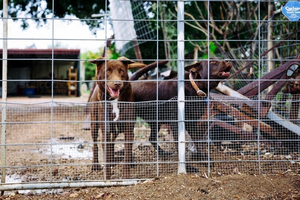 Barking brown outdoor dogs in fenced yard - Australian Stock Image
