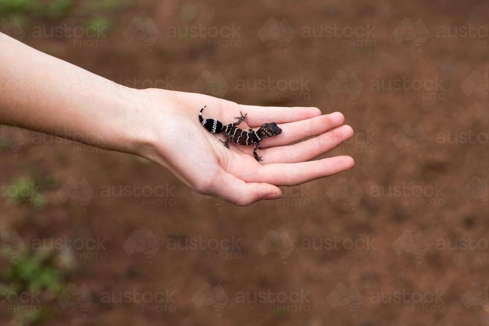 Barking Gecko (Underwoodisaurus milii) held on hand - Australian Stock Image